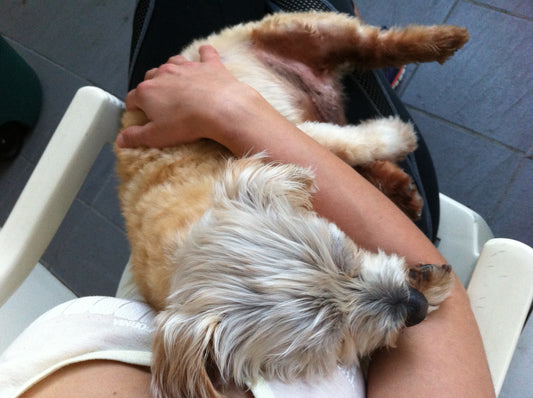 This is my pet loss story. Share your story within our  pet loving community.